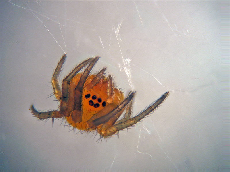 Araneus neonati